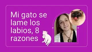 &iquest;Por qu&eacute; tu gato se lame alrededor de los labios tan a menudo?