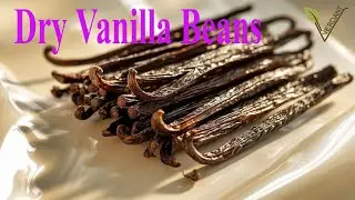 Dry Vanilla Beans | How to dry vanilla Beans | Vanilla orchids | #VerdantViews