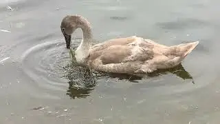 &ldquo;Cygnet nibbles long algae in the shallow Serpentine, light drizzle falling 🦢🌿🌧️&rdquo; #wildlife #swan