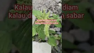 biar Allah yang membalas #inspiration #motivation #katabijak #doaislam #motivasihidup #shortvideo