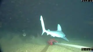 New shark discovered: The Stripey Hornshark