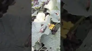 Siput unik (Snail)
