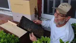 Swarm 16 for 2022. looking for queen. installing a stalled swarm.