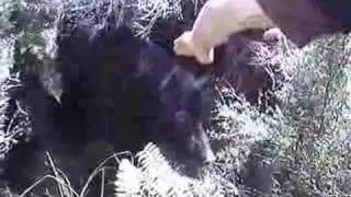Wild boar rips injured Hunter while hog hunting with dogs