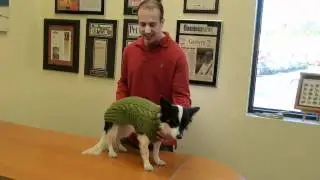 Sweaters for Dogs - 30 Styles - Hand Made Organic Wool Dog Sweaters