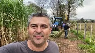 Fazendo silagem do BRS Capiaçu