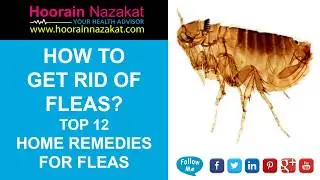 How to Get Rid of Fleas? Top 12 Home Remedies for Fleas (2018 Update)