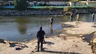 2023 Wisconsin Salmon run. Shoto, Mishicot 10/8/2023