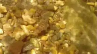 Mobile Logperch