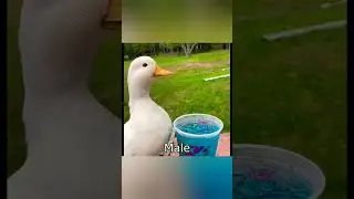 Male & Female Ducks Sounds Different! 🤔🤔🤔