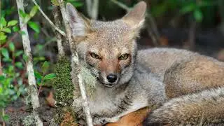 Summer Safety Tips for Rabies