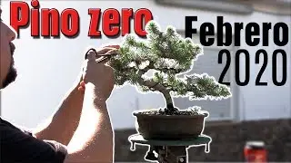 Bonsai Zero pino febrero 2020