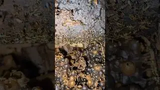 Bees work day and night!