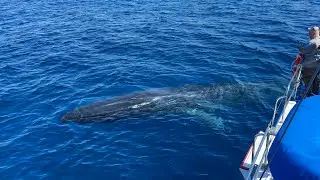 Friendly Fin Whale 