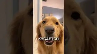 The dog's sneaky track 😂 #stories #history #news #news #shorts
