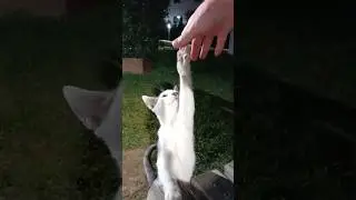 Adorable Cat High Five in the Garden 🌿🐾 #shorts #catlover