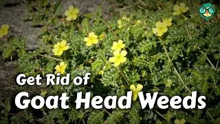 How to Get Rid of Goat Head Weeds || How to Remove Goat Heads || Puncturevine Removal Methods!!
