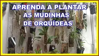 APRENDAM A PLANTAR MUDINHAS DE ORQUIDEAS E TER MAIS SUCESSO NO CRESCIMENTO DELAS