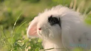 Serenity &bull; Spring Flowers, Birds & Animals - the Wonderful Images of the New Season