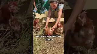 21 gallinas rescatadas del matadero