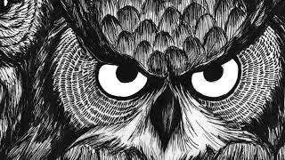 Let There Be Owls Everywhere - Book Trailer