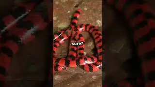 Deadly Coral Snake or Harmless Milk Snake? Find Out