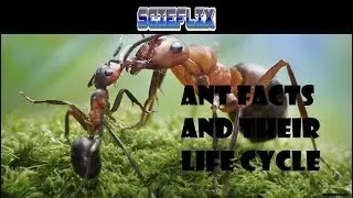 SCIEFLIX: Facts about Ants and their Life Cycle