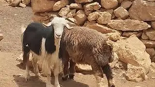Gigglingبزرگ شدن بره باشیربز