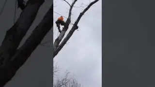 Tree experts of Chattanooga dangerous removal