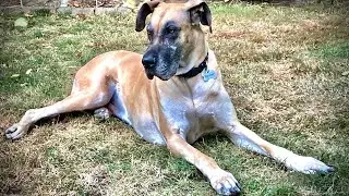 Great Dane s Guide to Taking Up the Entire Couch