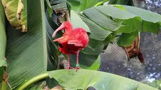 Le piume dell'ibis scarlatto sembrano lingue di fuoco..forse da qui deriva il mito della fenice