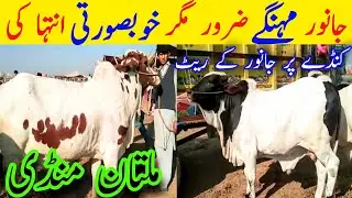 Sahiwal Cholistani Ablak Nukre Bachre Dajil Dhani Brahman For Sale || Global Village Farming