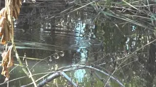 Taguita en Lamparaiso