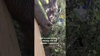 @beeboyzinc.7941 Bees inside a tree trunk#savethebees #honeybee #beeremoval #insects #livebeeremoval