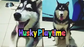 Husky Playtime