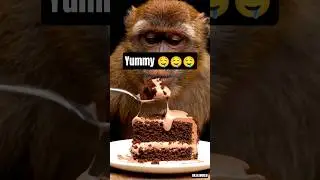 OMG monkey Eating chocolate cake🍰  😍🤤😱 #asmr #satisfyingasmr