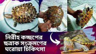 turtle shell fungus treatment | turtle shell treatment | turtle shell fungus | turtle shell cleaning
