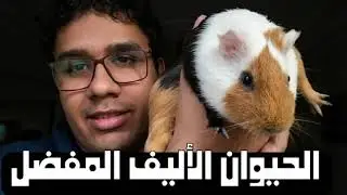 ليه الخنزير الغيني احسن حيوان ممكن تربيه ؟ (مش هامستر )