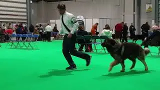 Crufts 2019 Estrela Mountain Dog Open Dog Class