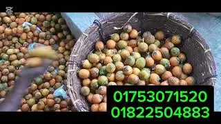 কাঁচা সুপারি বিজনেস  করে দ্বিগুণ লাভ   করুন