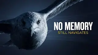 This Animal Navigates the Planet Without Memory