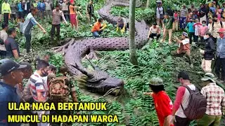 Ngeri !! Ular Naga Bertanduk Muncul Dihadapan Warga Desa Pinggir Hutan Pedalaman