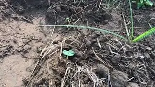 Preparation of Organic Farm in Tanzania