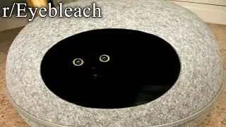 r/Eyebleach | what the...