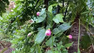 Amazing tropical like blooms in our northern  exotic garden