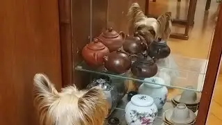 My dogie gets confused looking at a mirror #cute #dog #funny 