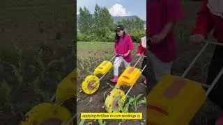 applying fertilizer to corn seedlings 🌽