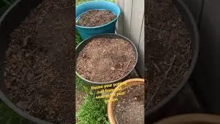 Reuse your potting soil from last season