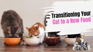 Episode 65: Transitioning Your Cat or Kitten to New Food