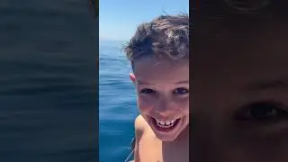 Pod of Dolphins Playing in Nature